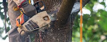 How Our Tree Care Process Works  in  El Centro, CA